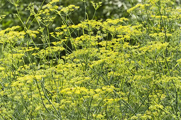 511111 - Fenouil commun (Foeniculum vulgare)