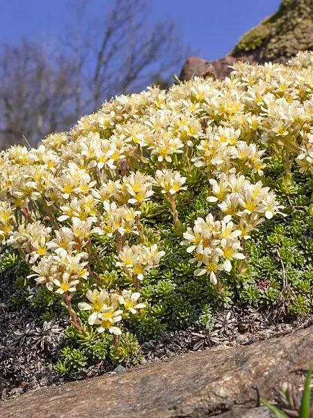 411284 - Ferdinand saxifrage (Saxifraga ferdinandi-coburgi)