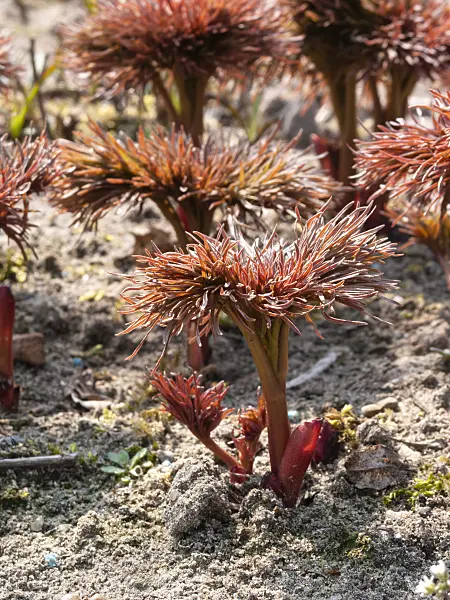 400051 - Fern leaf peony (Paeonia tenuifolia)