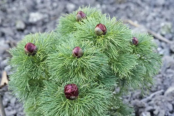 436194 - Fern leaf peony (Paeonia tenuifolia)