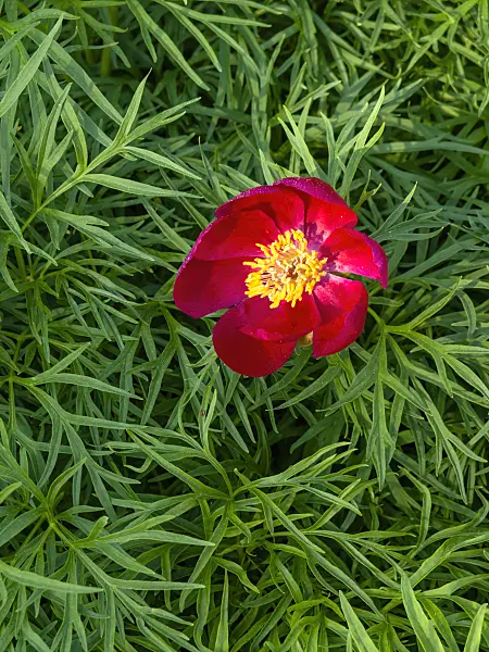 437285 - Fern leaf peony (Paeonia tenuifolia)