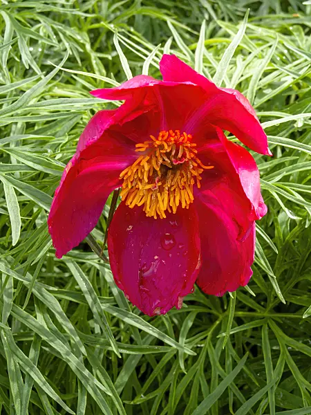 437317 - Fern leaf peony (Paeonia tenuifolia)