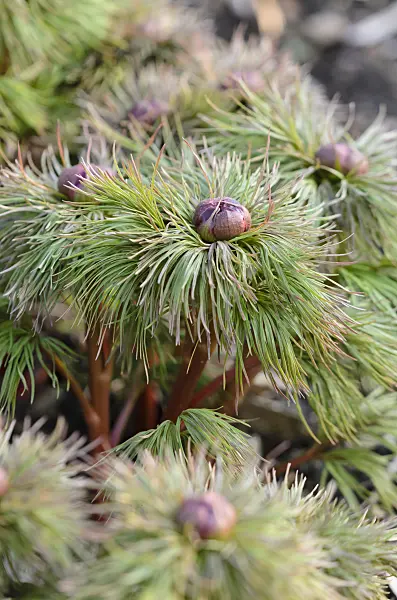 530032 - Fern leaf peony (Paeonia tenuifolia)