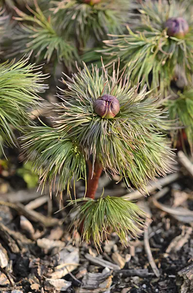 530033 - Fern leaf peony (Paeonia tenuifolia)