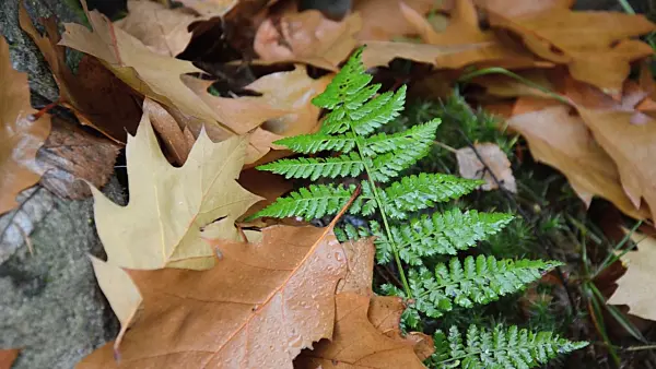 502005 - Fern with oak leaves