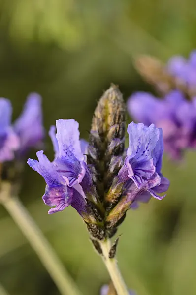 506012 - Fernleaf lavender (Lavandula multifida)
