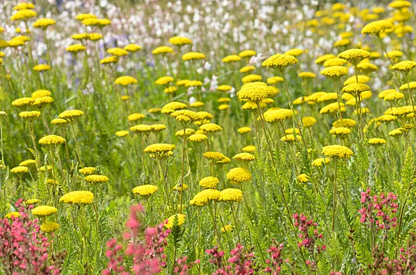 498228 - Fernleaf yarrow (Achillea filipendulina)