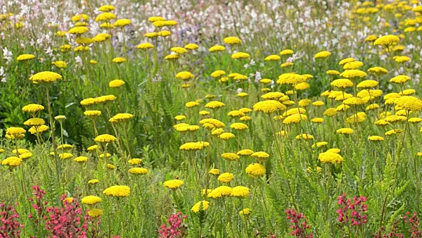 498245 - Fernleaf yarrow (Achillea filipendulina)