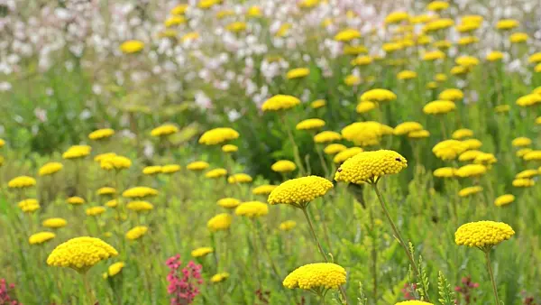 498246 - Fernleaf yarrow (Achillea filipendulina)
