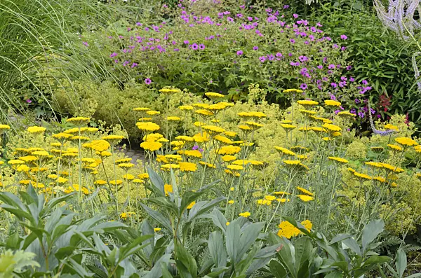 534197 - Fernleaf yarrow (Achillea filipendulina) and Armenian cranesbill (Geranium psilostemon)