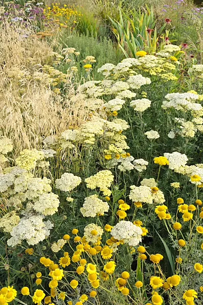 474241 - Fernleaf yarrow (Achillea filipendulina) and dyer's chamomile (Anthemis tinctoria syn. Cota tinctoria)
