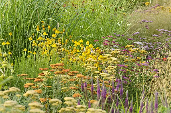 474242 - Fernleaf yarrow (Achillea filipendulina) and dyer's chamomile (Anthemis tinctoria syn. Cota tinctoria)