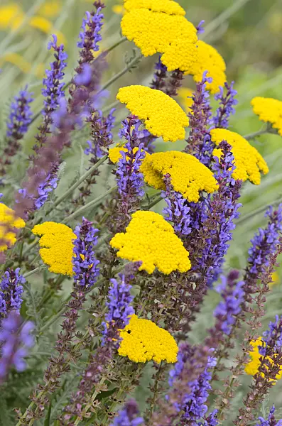 534098 - Fernleaf yarrow (Achillea filipendulina) and woodland sage (Salvia nemorosa)