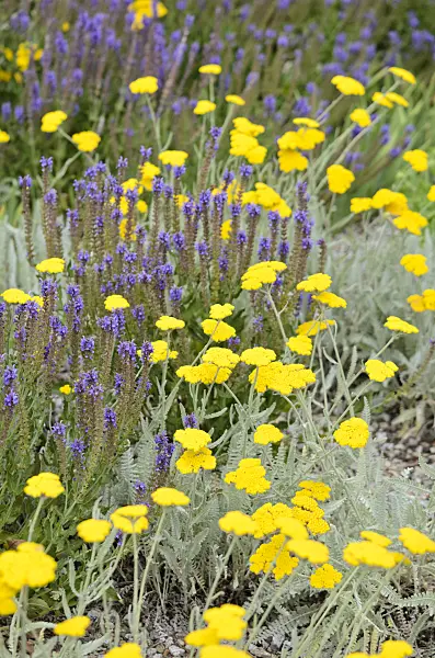 534099 - Fernleaf yarrow (Achillea filipendulina) and woodland sage (Salvia nemorosa)