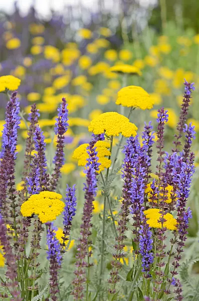 534100 - Fernleaf yarrow (Achillea filipendulina) and woodland sage (Salvia nemorosa)