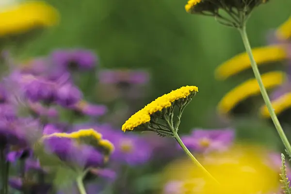 380060 - Fernleaf yarrow (Achillea filipendulina 'Coronation Gold')