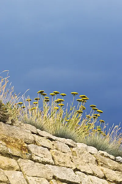 380099 - Fernleaf yarrow (Achillea filipendulina 'Coronation Gold')