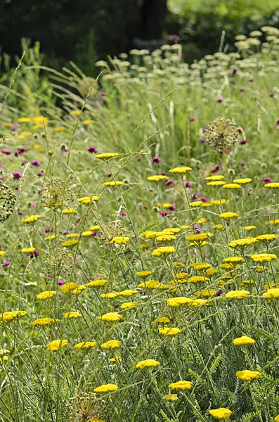 521138 - Fernleaf yarrow (Achillea filipendulina 'Coronation Gold')