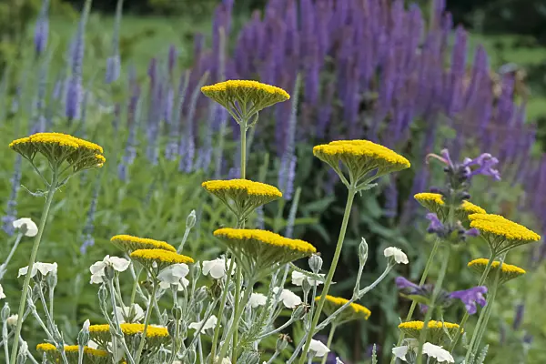 430215 - Fernleaf yarrow (Achillea filipendulina 'Coronation Gold') and anise hyssop (Agastache foeniculum)