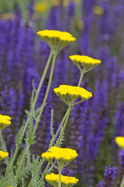 485122 - Fernleaf yarrow (Achillea filipendulina 'Coronation Gold') and woodland sage (Salvia nemorosa)