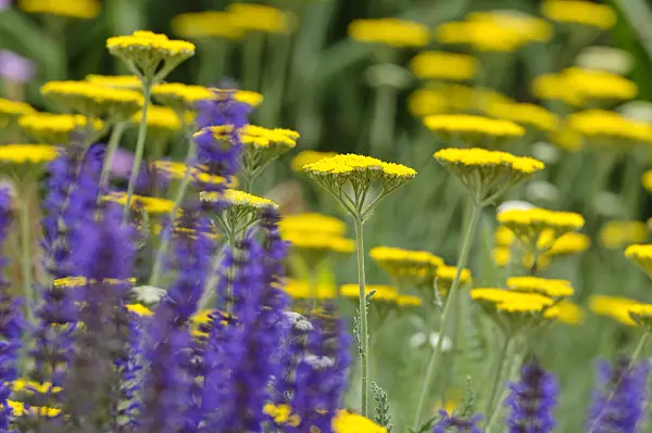 485123 - Fernleaf yarrow (Achillea filipendulina 'Coronation Gold') and woodland sage (Salvia nemorosa)