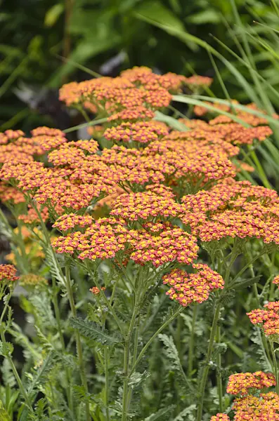 497057 - Fernleaf yarrow (Achillea filipendulina 'Feuerland')