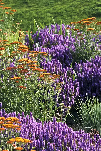 380006 - Fernleaf yarrow (Achillea filipendulina 'Feuerland') and woodland sage (Salvia nemorosa)