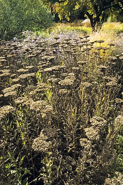 395056 - Fernleaf yarrow (Achillea filipendulina 'Gold Plate')