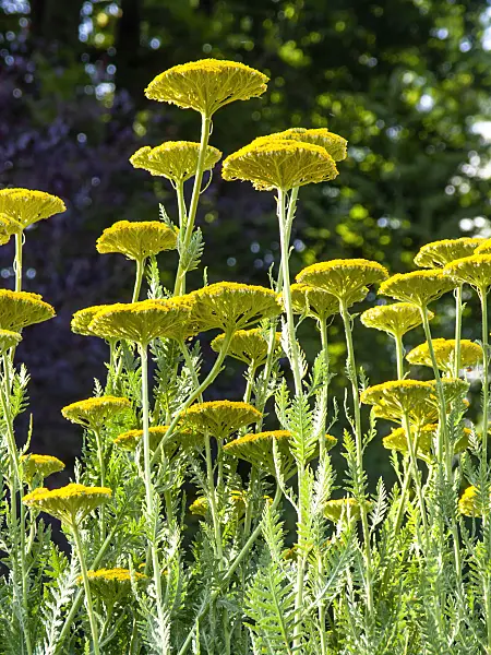 461128 - Fernleaf yarrow (Achillea filipendulina 'Gold Plate')