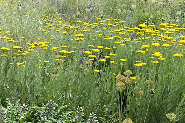 497093 - Fernleaf yarrow (Achillea filipendulina 'Gold Plate')