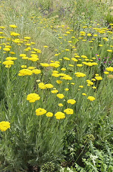 497094 - Fernleaf yarrow (Achillea filipendulina 'Gold Plate')