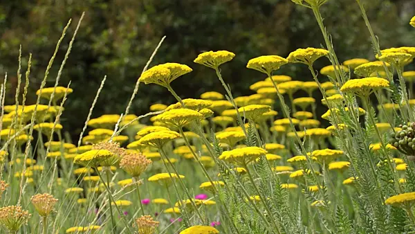 497138 - Fernleaf yarrow (Achillea filipendulina 'Gold Plate')