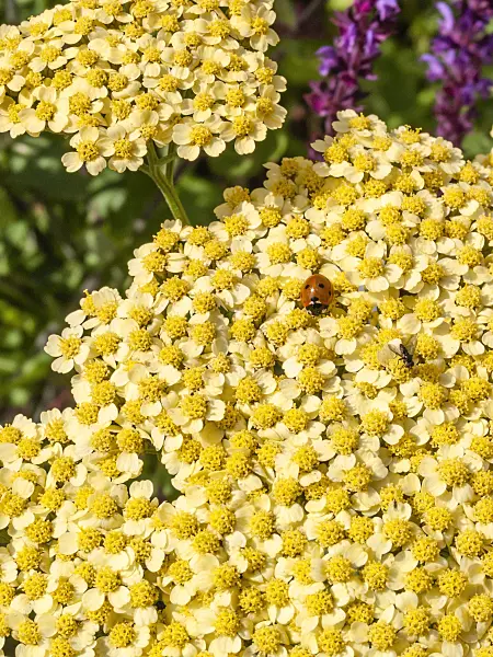 415004 - Fernleaf yarrow (Achillea filipendulina 'Hella Glasshoff') and ladybird (Coccinella)