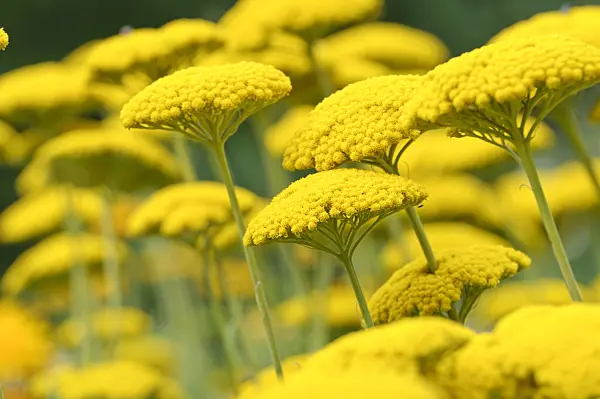 486185 - Fernleaf yarrow (Achillea filipendulina 'Parker')