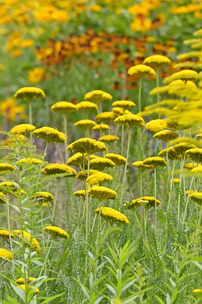 486186 - Fernleaf yarrow (Achillea filipendulina 'Parker')