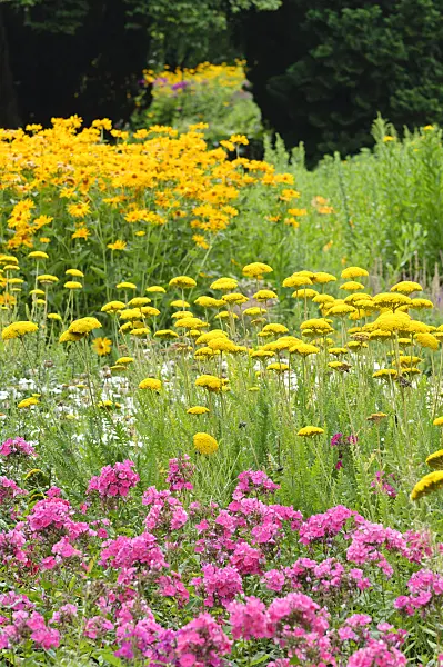 486183 - Fernleaf yarrow (Achillea filipendulina 'Parker'), garden phlox (Phlox paniculata) and false sunflower (Heliopsis helianthoides)