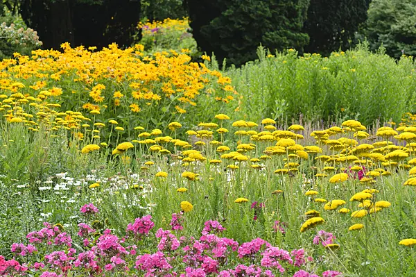 486184 - Fernleaf yarrow (Achillea filipendulina 'Parker'), garden phlox (Phlox paniculata) and false sunflower (Heliopsis helianthoides)