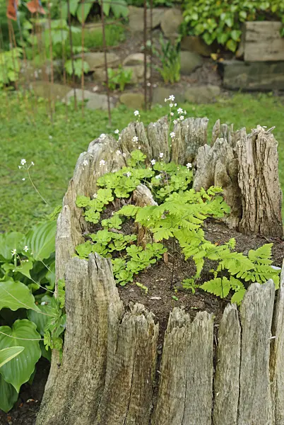 509160 - Ferns in a hollow tree stump filled with soil in a garden