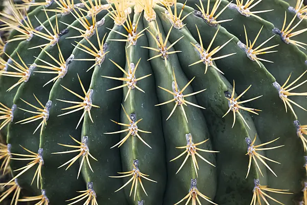 361003 - Ferocactus histrix