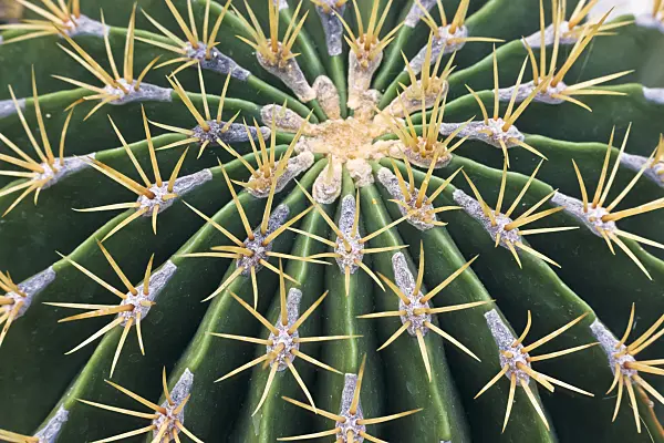 361004 - Ferocactus histrix