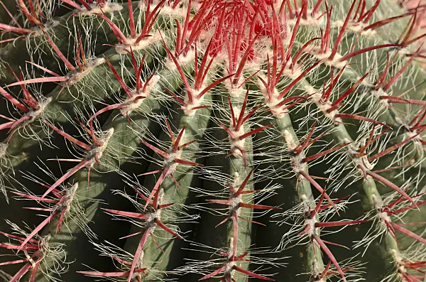 523208 - Ferocactus pilosus