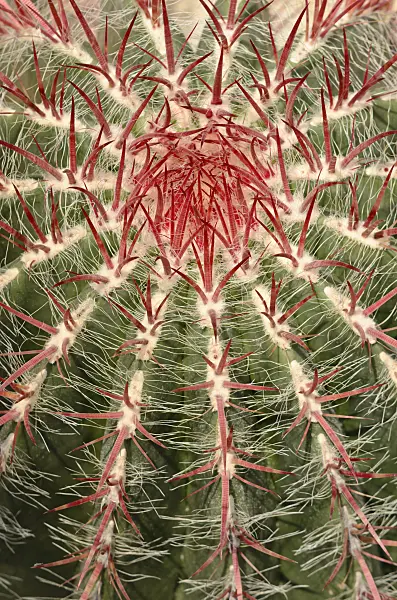 534334 - Ferocactus pilosus