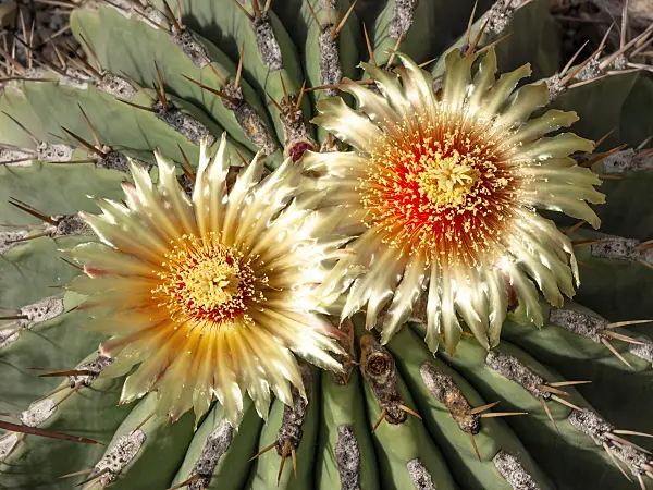 439236 - Ferocactus potsii