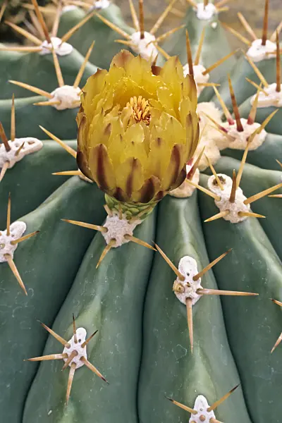 367051 - Ferocactus potsii var. potsii