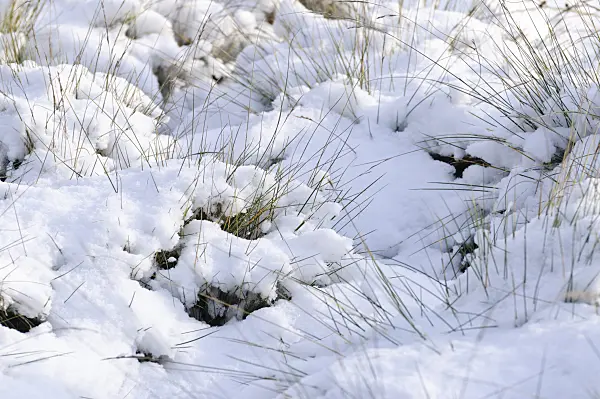 466083 - Fescue (Festuca costei)