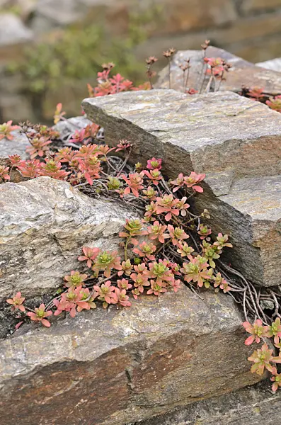 525010 - Fetthenne (Sedum) auf einer Trockensteinmauer