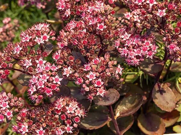 429070 - Fetthenne (Sedum cauticolum 'Robustum' syn. Hylotelephium cauticola 'Robustum')