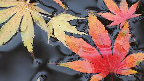 501264 - Feuilles d'érable dans l'eau