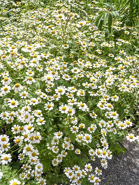 439206 - Feverfew (Tanacetum parthenium)