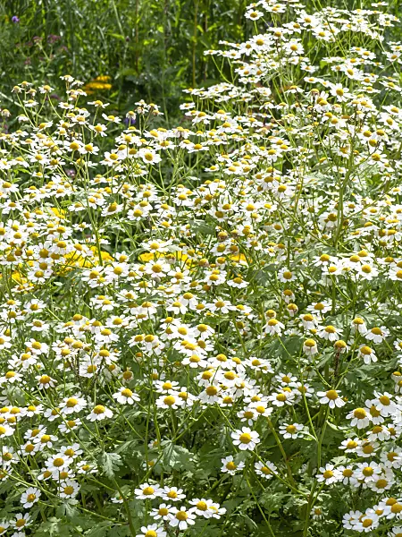 439209 - Feverfew (Tanacetum parthenium)